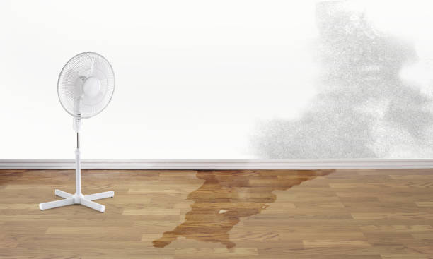 Best Water damage cleanup near me  in Pearl Beach, MI